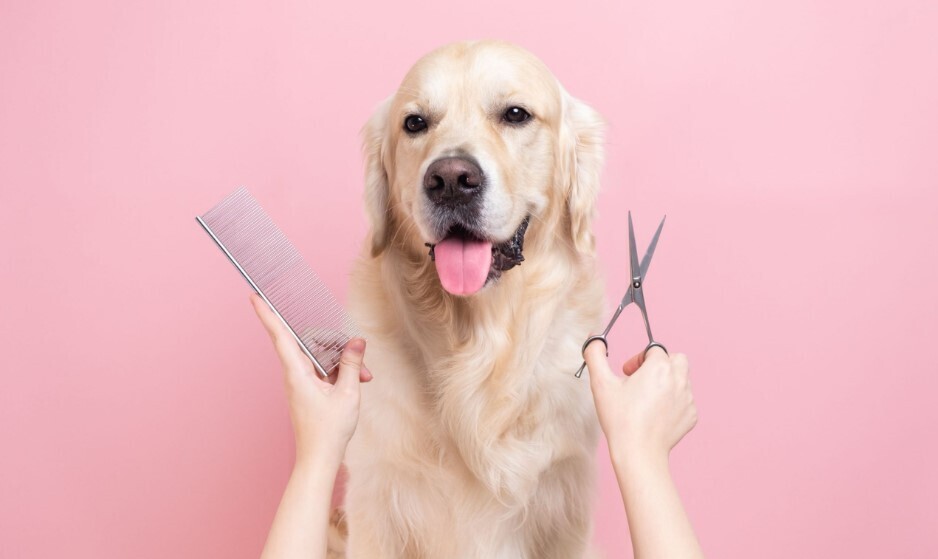 Best Practices for Grooming Pets in the Desert arizona